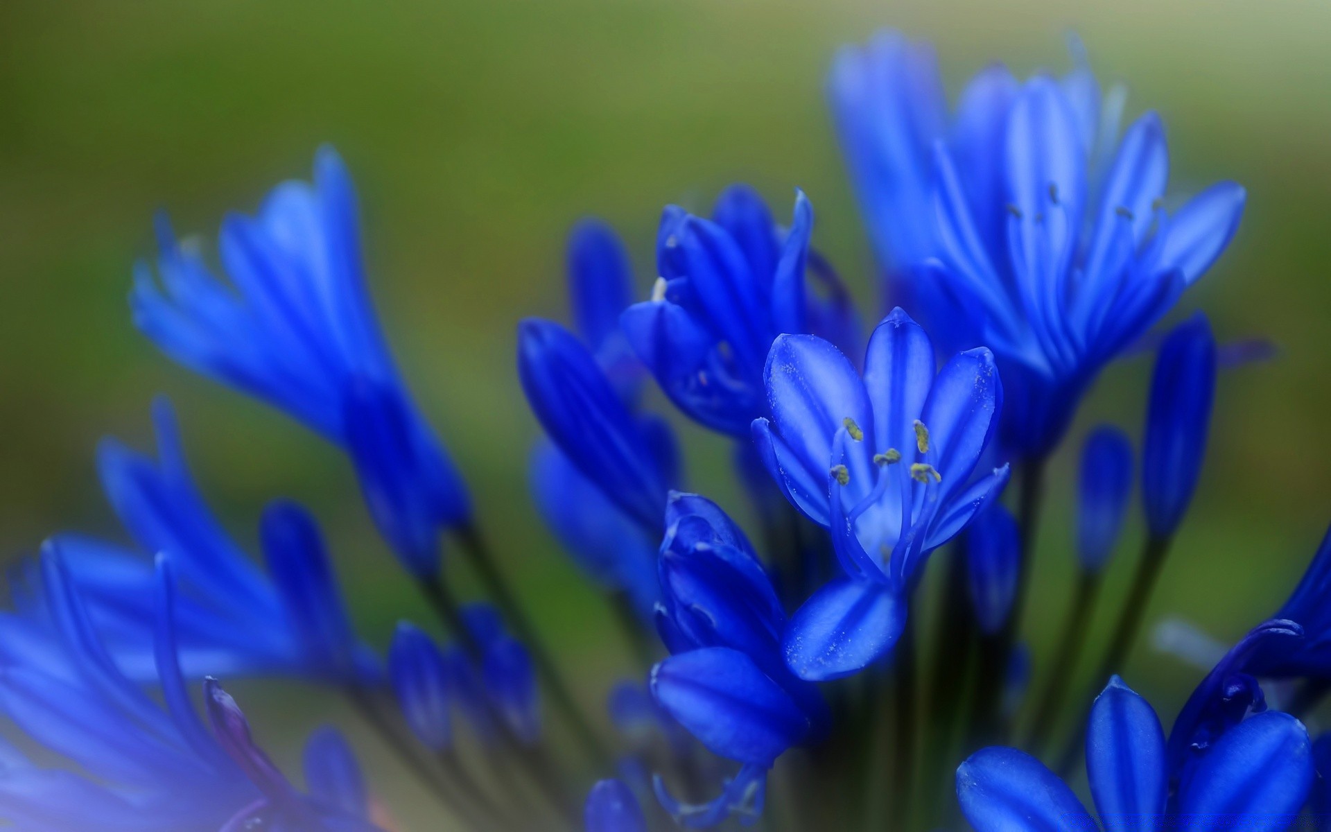 flowers flower nature flora summer garden floral petal blooming color close-up outdoors leaf growth hayfield beautiful season delicate bright wildflower