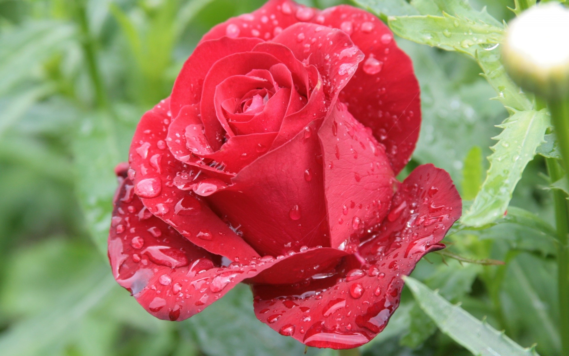 fleurs nature feuille fleur flore été jardin floral rose lumineux pétale couleur rosée gros plan bluming belle