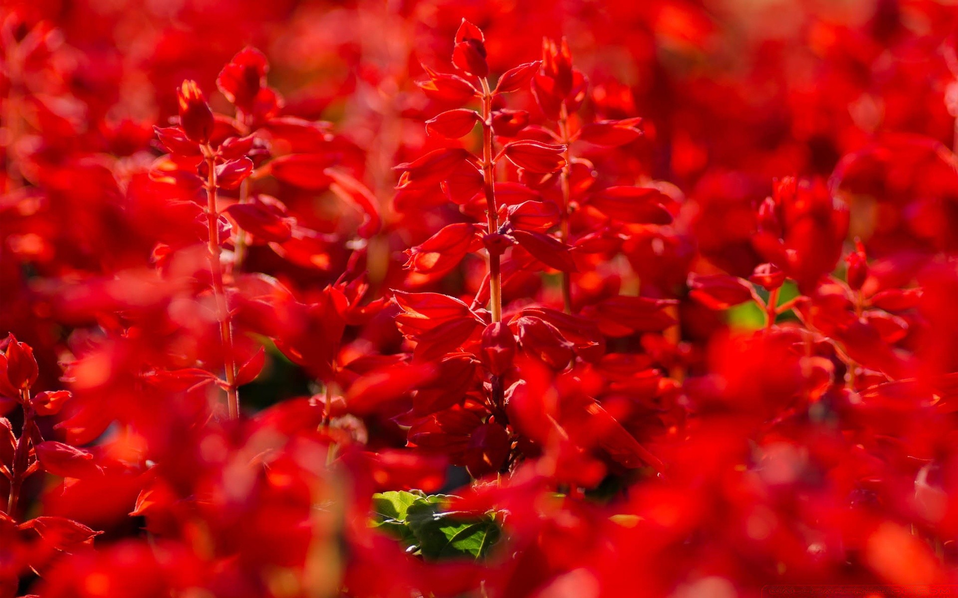 flores flor naturaleza jardín flora color pétalo bluming hoja brillante verano floral estación