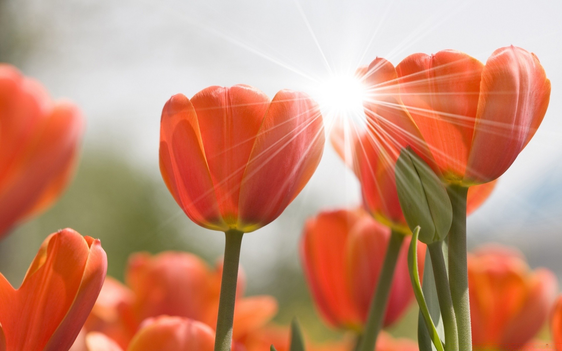 flowers nature tulip bright summer flower flora leaf color fair weather garden easter outdoors growth sun blur