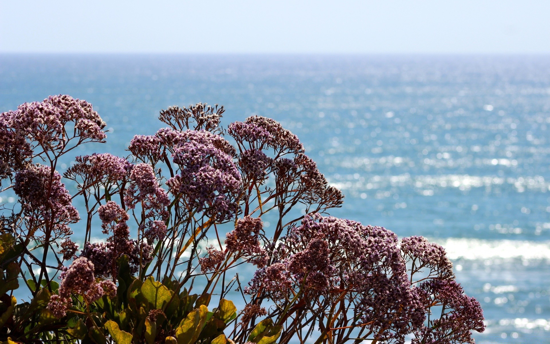 çiçekler doğa çiçek flora ağaç açık havada gökyüzü sezon yaz manzara güneşli manzara güzel park yaprak bahçe mavi gökyüzü sahne anlaşılabilir çiçeklenme