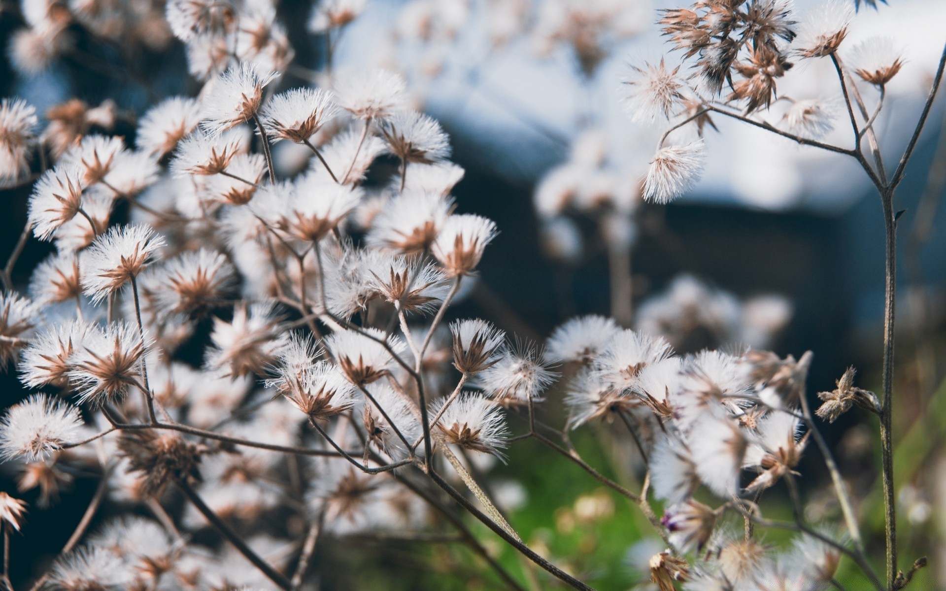 kwiaty kwiat flora natura nasiona sezon zbliżenie lato na zewnątrz wzrost ogród kolor jasny bluming kwiatowy trawa delikatny mniszek lekarski piękny puch