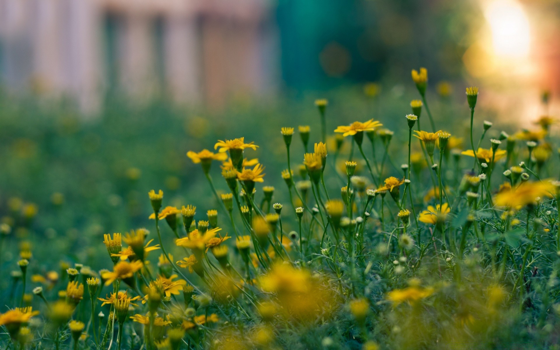 flowers grass field flower nature hayfield summer flora sun rural garden fair weather leaf growth color bright outdoors floral lawn blooming