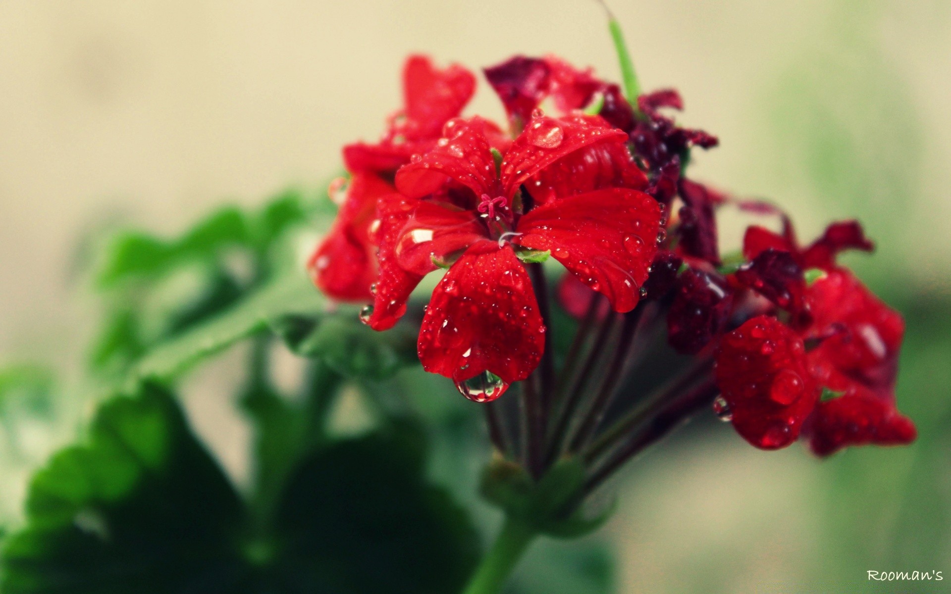 flowers nature leaf flower summer garden blur flora bright