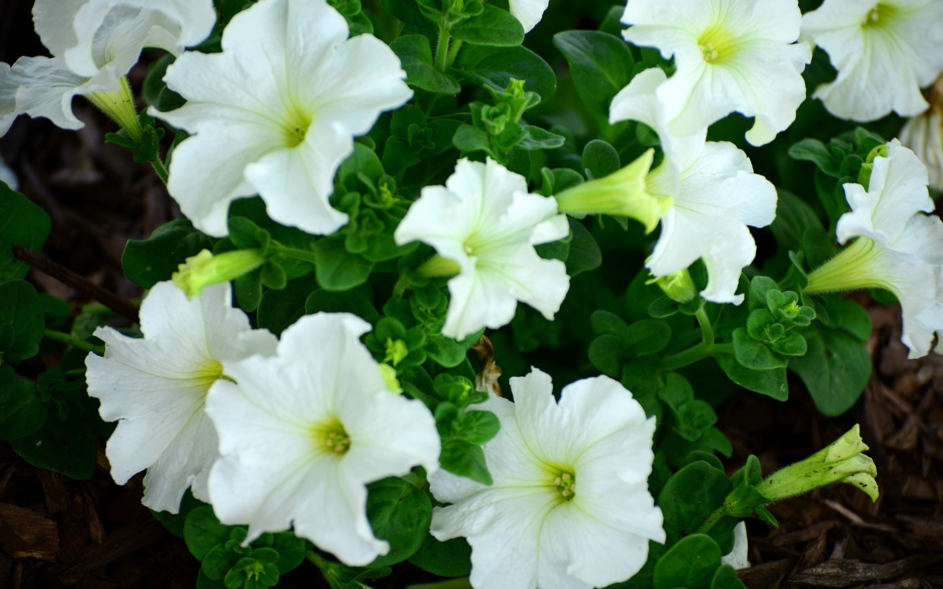 flowers nature flora flower garden leaf summer blooming petal close-up color