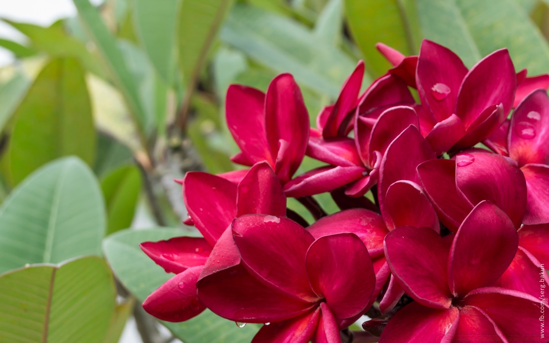 flowers nature flora leaf flower garden summer tropical blooming floral color petal beautiful bright growth botanical close-up