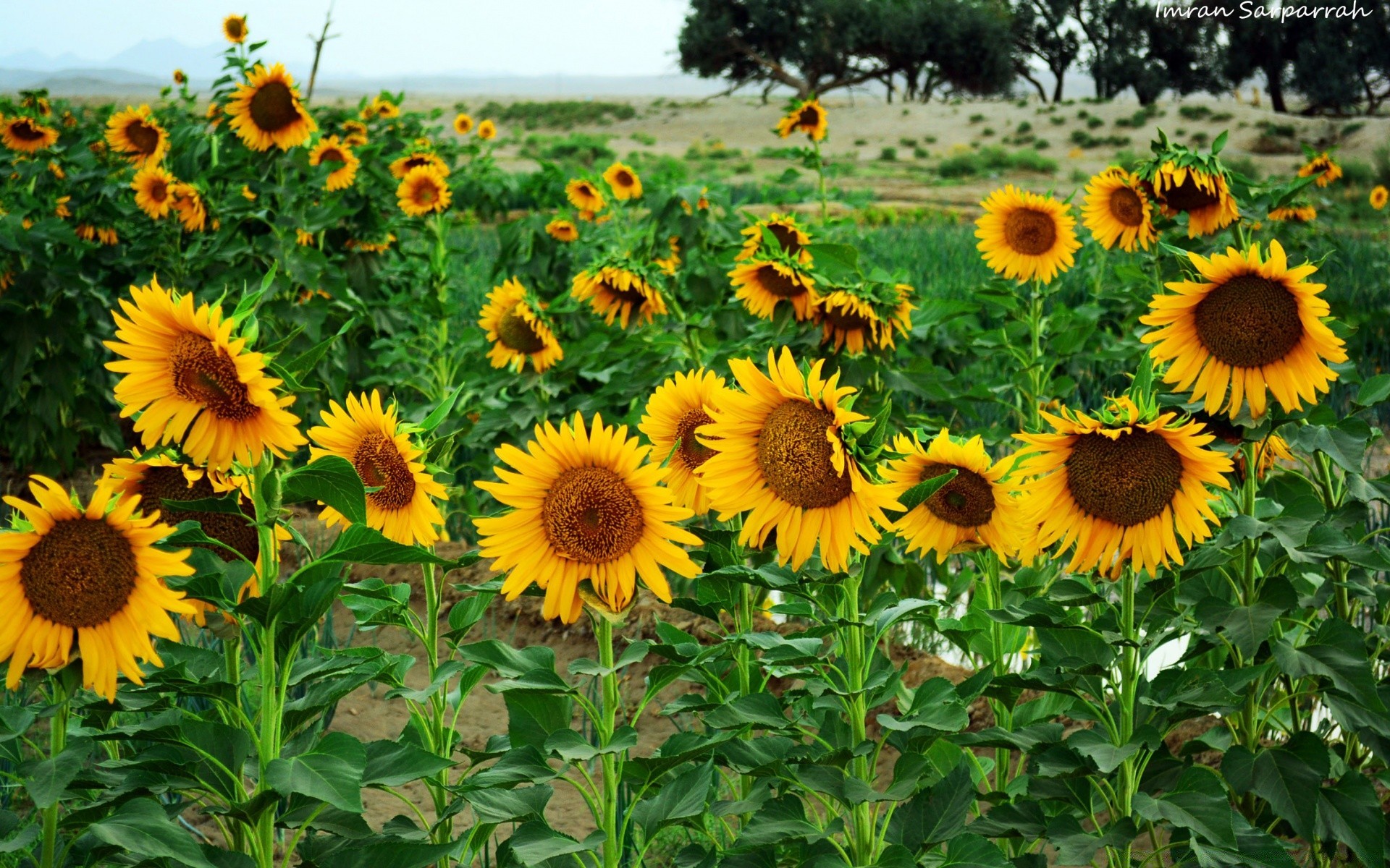 flowers flora flower summer sunflower nature field garden leaf rural bright floral hayfield sunny growth close-up outdoors color agriculture petal