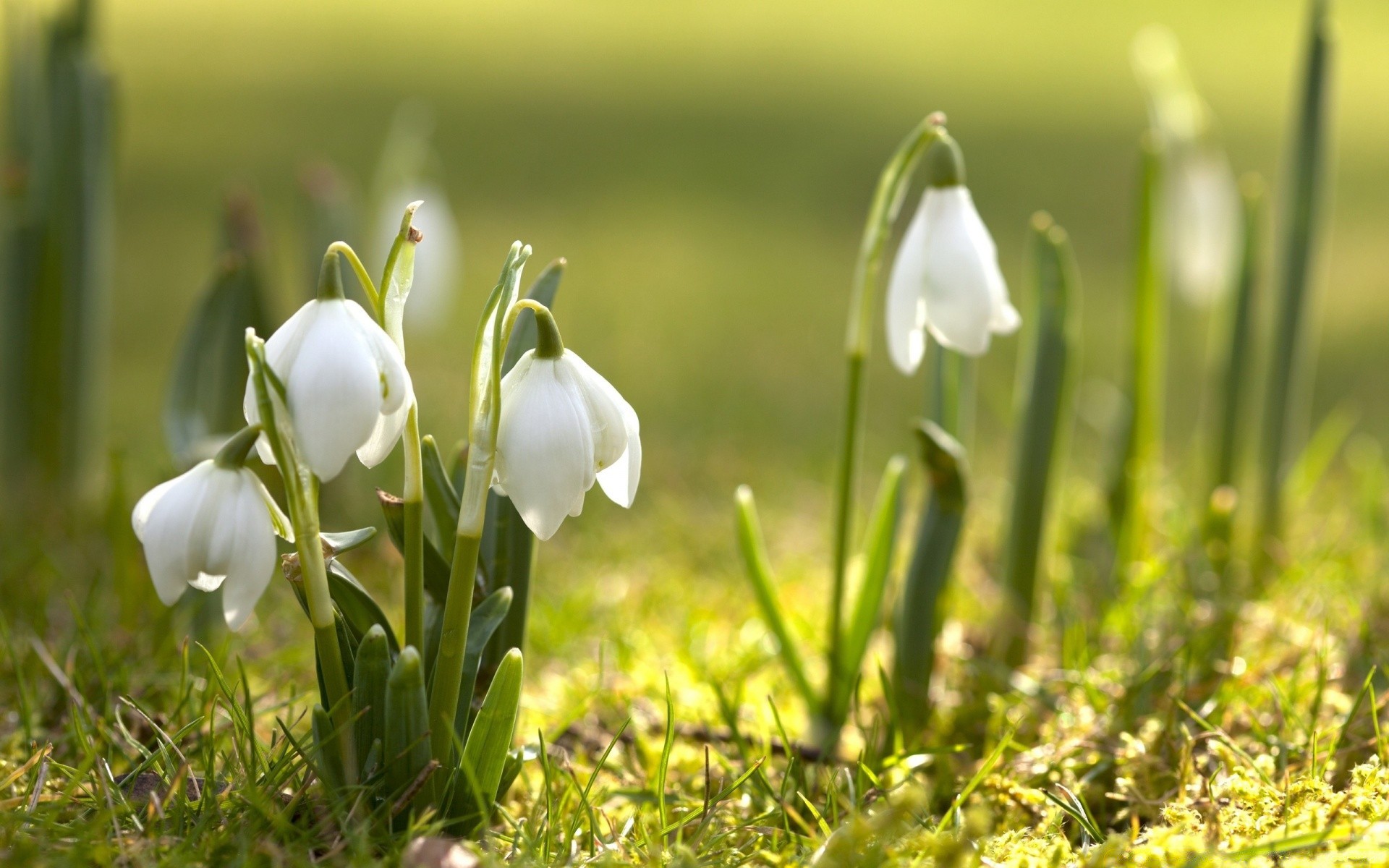 çiçekler çimen doğa saman açık havada flora yaprak sezon büyüme güzel hava bahçe çiçek parlak küçük park alan yaz yakın çekim bahar paskalya