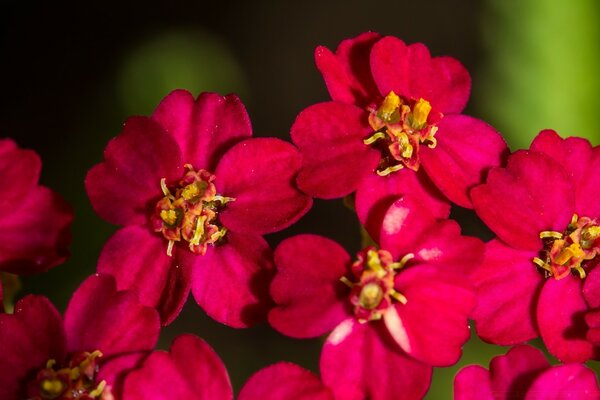 Schöne Blumen im Fuchsia-Farbton