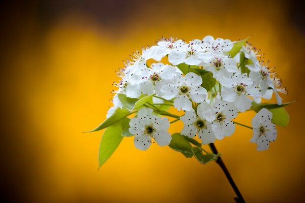 Ein Zweig mit kleinen weißen Blüten