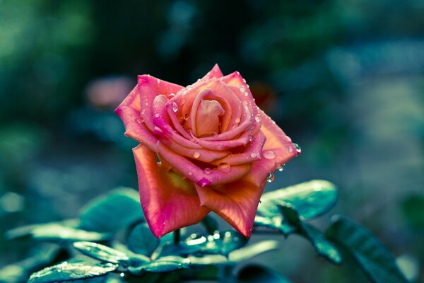 Pétalos de rosa en gotas de rocío