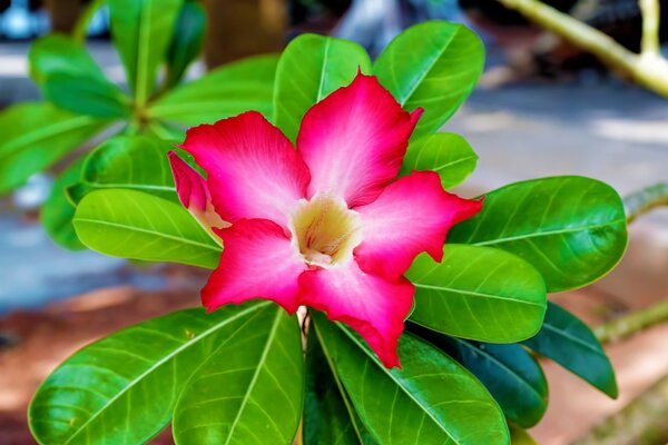 Red tropical flower large