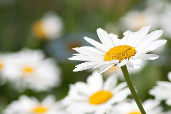 Weiße Gänseblümchen auf einer Sommerwiese