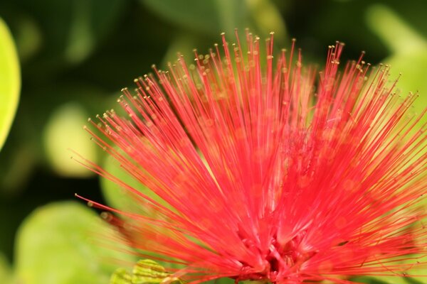 An interesting bright flower on a green background