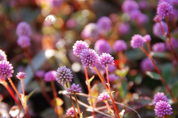 Fotografía macro de flores, flora