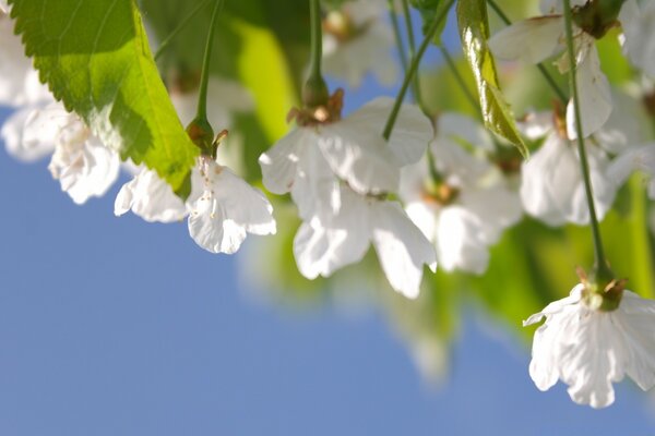 Fiori di ciliegio in fiore tra fogliame su uno sfondo di cielo blu