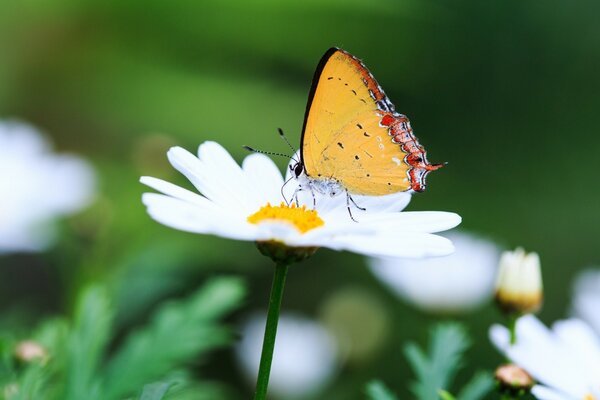 Mariposa en una Margarita en un campo verde