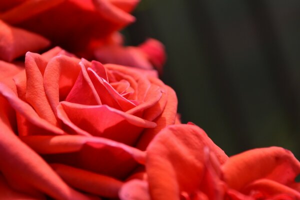 Rose rosse, fiori di amore infuocato