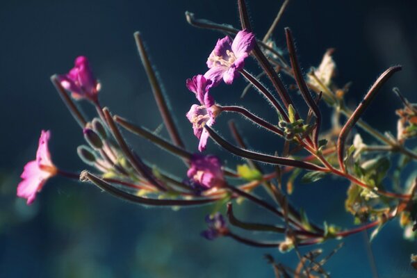 Flores moradas en ramitas