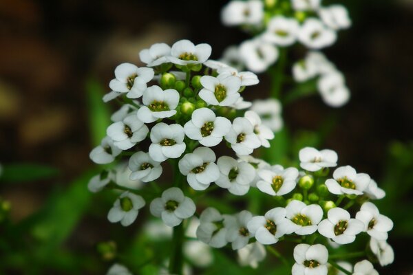 Fleurs blanches dans la nature