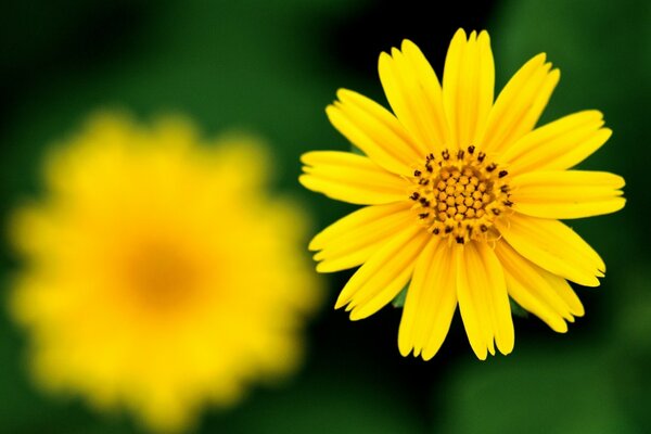 Primo piano del fiore giallo