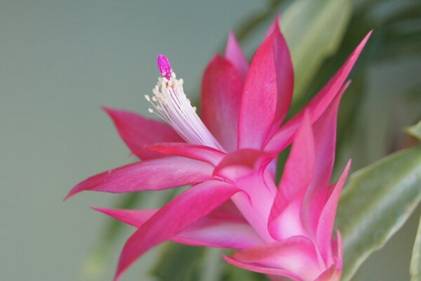 Flor rosa. Brote florecido