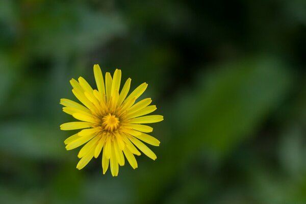 A yellow flower on a green background