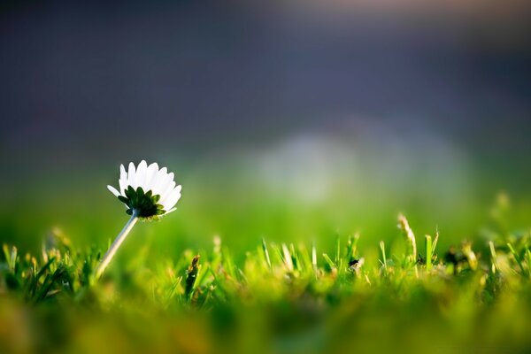 Foto einer Blume, die im Gras zur Sonne gedreht wurde