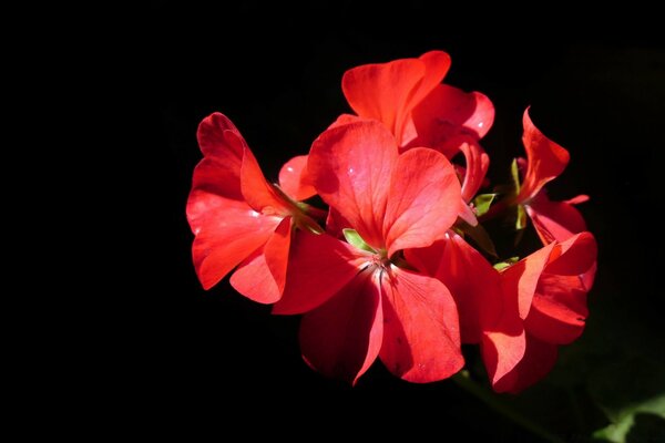 Splendore del bocciolo rosso al sole