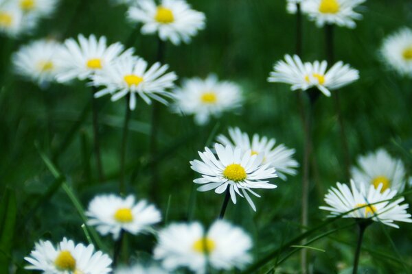 White daisies in a green field