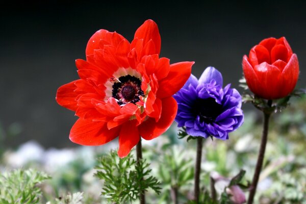 The flowers on arirode are especially colorful