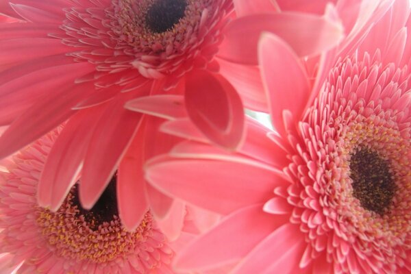 Pink flower. With large buds