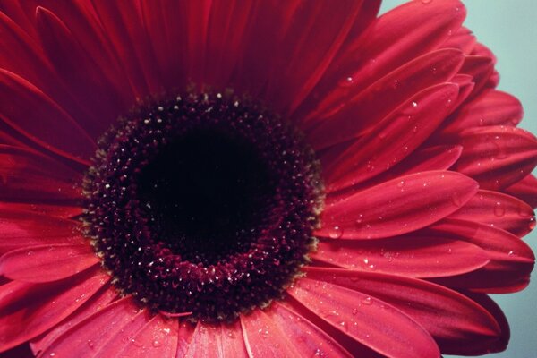 A large and bright red flower