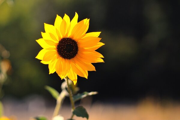 Gelbe Sonnenblume unter den Strahlen der Sonne