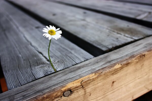 Dandelion sprouted through wooden boards