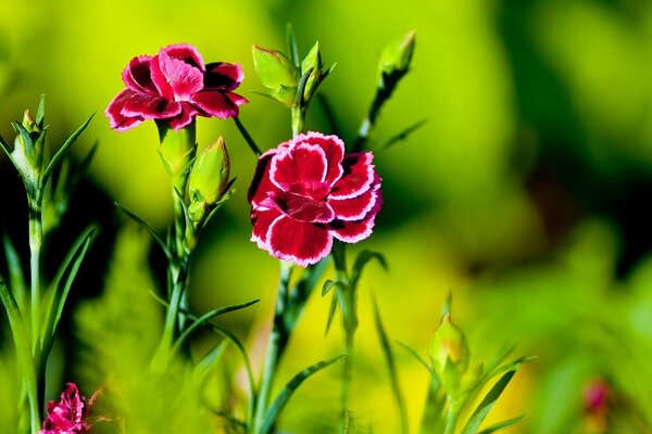 Two red carnations on a green background