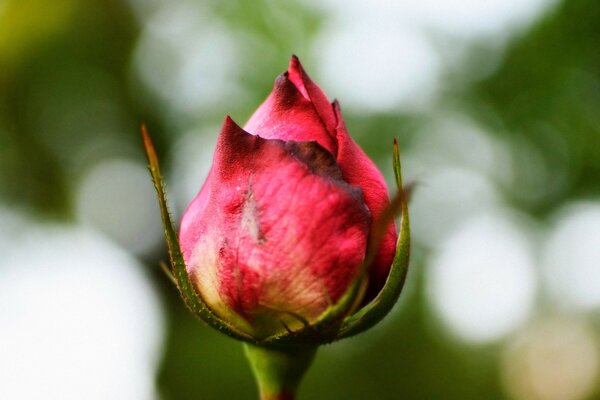 Growing flower bud outdoors