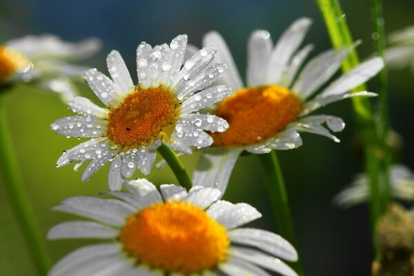 Trois marguerites avec des gouttes sur les pétales