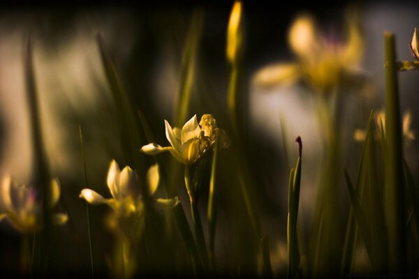 Blurry yellow flowers and greenery