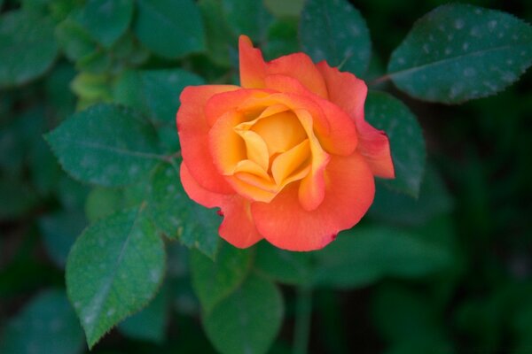 Eine orangefarbene Rose am Busch