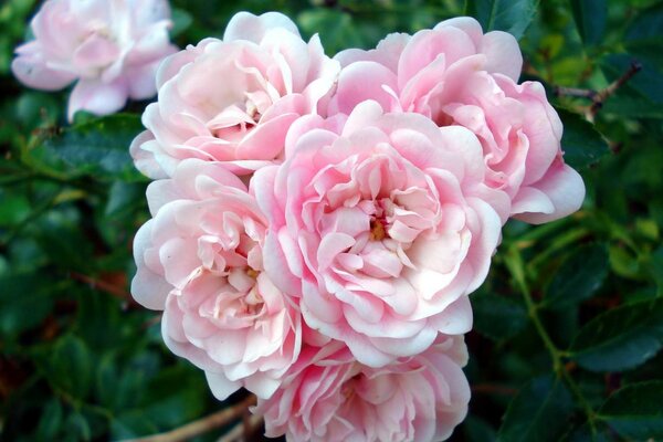 Delicate buds growing in the garden