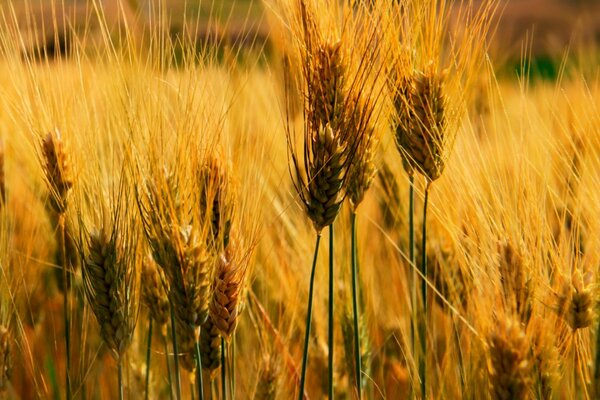 Espiga de trigo no campo de trigo