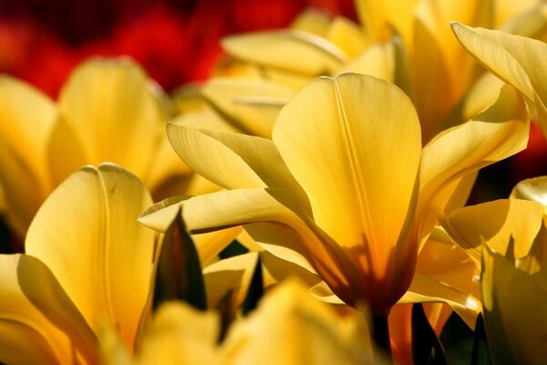 Flores con pétalos amarillos de cerca