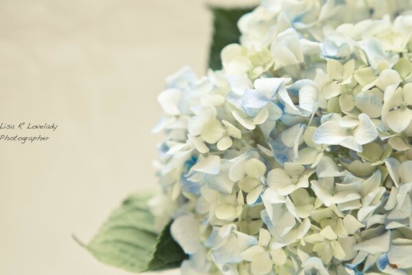 Bianco su bianco, flora e cartoline