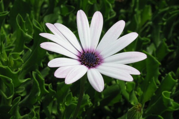 White flower on a background of green grass