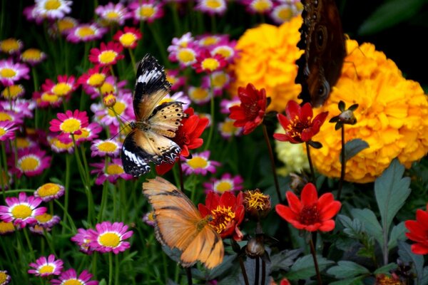 Sommer blühender und duftender Garten