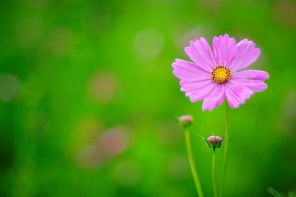 Lila Blume auf verschwommenem Hintergrund