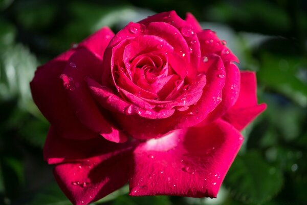 A bright rose under water drops