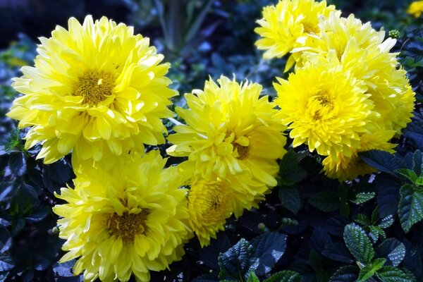 Summer flora, yellow flowers