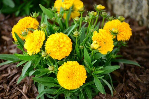 Buisson de fleurs jaunes éponge